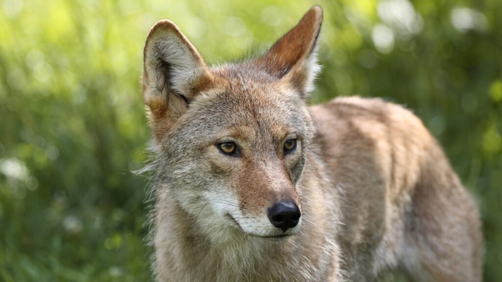 coyote iStock