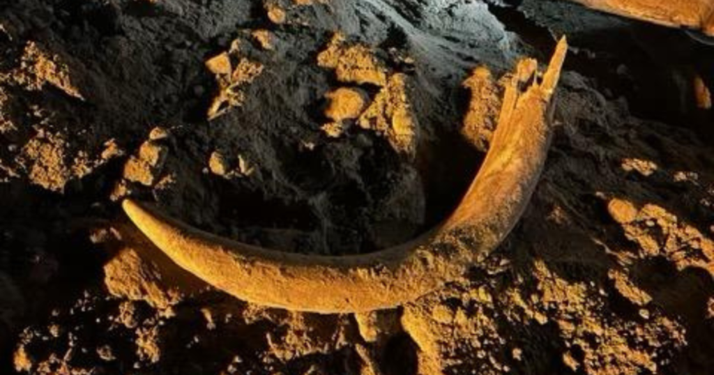 mammoth tusk found in north dakota